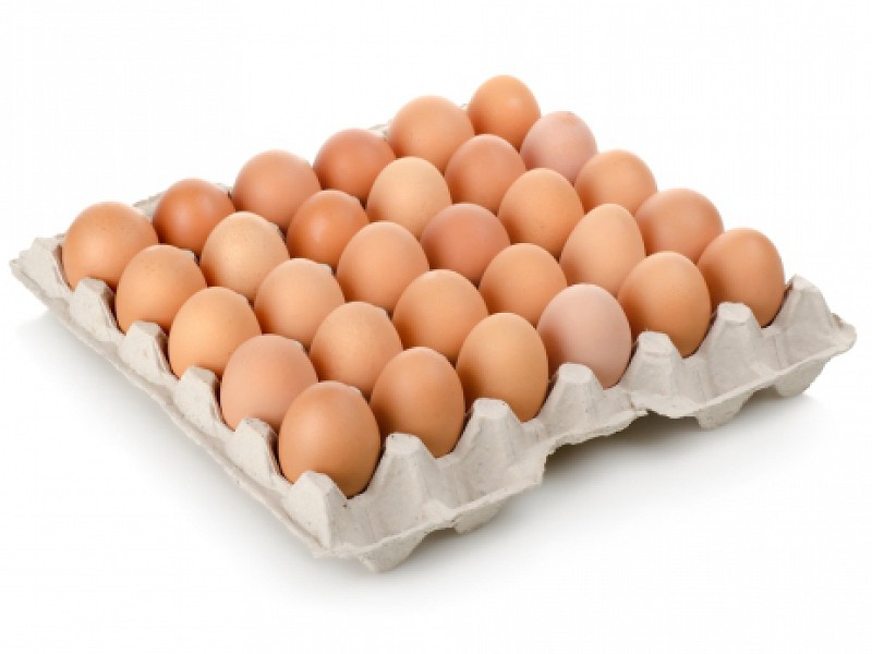 landbouw Fahrenheit wereld Pulp eiertray voor 30 eieren 028.1003